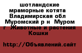 шотландские мраморные котята - Владимирская обл., Муромский р-н, Муром г. Животные и растения » Кошки   